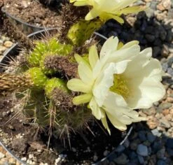 Mature Torch Cactus | Beautiful Coloring And Even Ribs Make Up This Fast Growing Cactus 17 Mature Torch Cactus | Beautiful Coloring And Even Ribs Make Up This Fast Growing Cactus -Cheap Plantly Store il fullxfull.2996345556 cp50