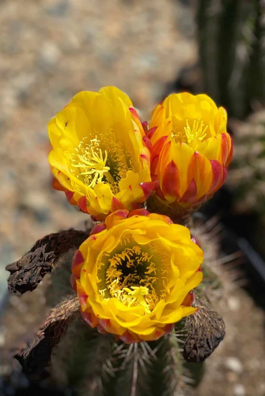 Mature Torch Cactus | Beautiful Coloring And Even Ribs Make Up This Fast Growing Cactus 12 Mature Torch Cactus | Beautiful Coloring And Even Ribs Make Up This Fast Growing Cactus - Image 10