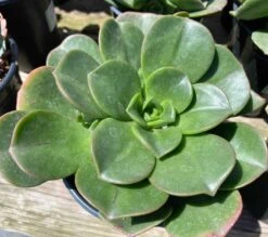 Large Succulent Plant Aeonium 'Lily Pad' Hybrid. A Beautiful Hybrid. 12 Large Succulent Plant Aeonium 'Lily Pad' Hybrid. A Beautiful Hybrid. -Cheap Plantly Store il fullxfull.3000868010 qgv4