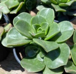 Large Succulent Plant Aeonium 'Lily Pad' Hybrid. A Beautiful Hybrid.