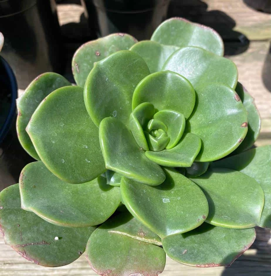 Large Succulent Plant Aeonium 'Lily Pad' Hybrid. A Beautiful Hybrid. 4 Large Succulent Plant Aeonium 'Lily Pad' Hybrid. A Beautiful Hybrid. - Image 2
