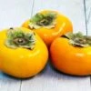 Bare Root FUYU PERSIMMON - 2 Feet Tall Or More! - -Cheap Plantly Store il fullxfull.3007383080 7ak4 2
