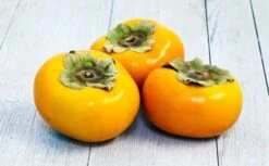 Bare Root FUYU PERSIMMON - 2 Feet Tall Or More! -