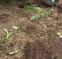 June Plum Tree Seedling -Cheap Plantly Store il fullxfull.3008963856 4rxf