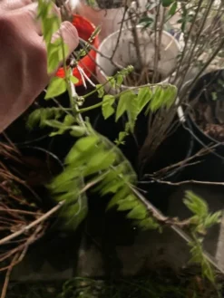 June Plum Tree Seedling -Cheap Plantly Store il fullxfull.3008968202 oepc