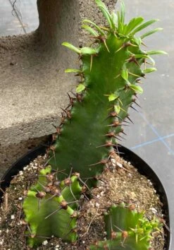 Cactus Plant Chocolate Drop Candelabra Tree. A Beautiful Specimen For Southwest Themed Gardens. -Cheap Plantly Store il fullxfull.3010255798 72u4