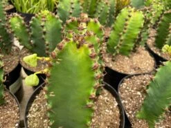Cactus Plant Chocolate Drop Candelabra Tree. A Beautiful Specimen For Southwest Themed Gardens. -Cheap Plantly Store il fullxfull.3010255834 agkc