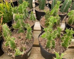 Cactus Plant Chocolate Drop Candelabra Tree. A Beautiful Specimen For Southwest Themed Gardens. -Cheap Plantly Store il fullxfull.3010256086 kqv6