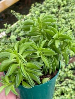 Taco Plant / Peperomia Axillaris / Happy Bean / Peperomia Ferreyrae Yunck / Philodendron Selloum, Horsehead Philodendron, Tree Philodendron -Cheap Plantly Store il fullxfull.3018003250 29qp