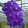 Vanda Flower Plant From Hawaii Exotic Blue/Purple/Pink/Red Flower -Cheap Plantly Store il fullxfull.3019035425 kg65