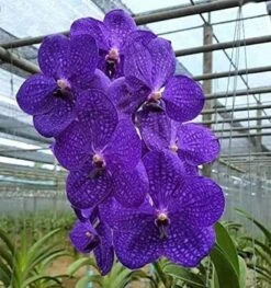 Vanda Flower Plant From Hawaii Exotic Blue/Purple/Pink/Red Flower