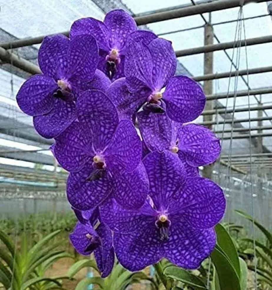 Vanda Flower Plant From Hawaii Exotic Blue/Purple/Pink/Red Flower 3 Vanda Flower Plant From Hawaii Exotic Blue/Purple/Pink/Red Flower