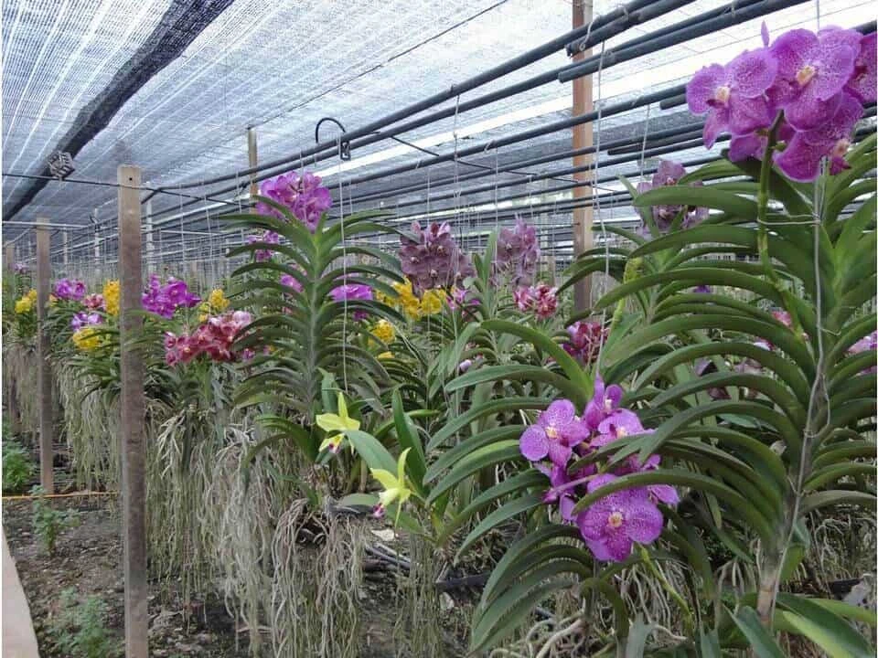 Vanda Flower Plant From Hawaii Exotic Blue/Purple/Pink/Red Flower 5 Vanda Flower Plant From Hawaii Exotic Blue/Purple/Pink/Red Flower - Image 3