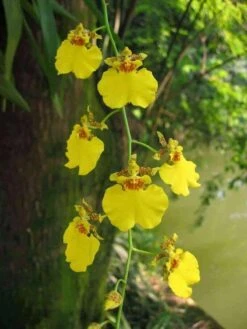 Orchid Dancing Lady Oncidium Plant -Cheap Plantly Store il fullxfull.3019064447 mgyk