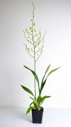 Orchid Dancing Lady Oncidium Plant -Cheap Plantly Store il fullxfull.3019064651 2seq