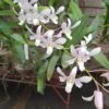 Dendrobium Orchid Plant Jaquelyn Thomas 'Uniwai Mist' | White Flowers | Blooming Size From Hawaii -Cheap Plantly Store il fullxfull.3019080937 gufi