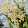 Live Oncidium Twinkle ‘White' 'Gold Dust' Orchid From Hawaii | Tropical Hawaiian Exotic Plant 1 Live Oncidium Twinkle ‘White' 'Gold Dust' Orchid From Hawaii | Tropical Hawaiian Exotic Plant -Cheap Plantly Store il fullxfull.3019210211 6j5j