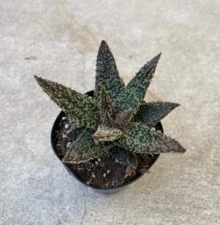Medium Succulent Plant - Star Aloe 'Tarantula' Hybrid. An Extremely Rare And Very Limited Aloe. -Cheap Plantly Store il fullxfull.3025565187 quhn