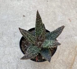 Medium Succulent Plant - Star Aloe 'Tarantula' Hybrid. An Extremely Rare And Very Limited Aloe. -Cheap Plantly Store il fullxfull.3025565405 k139