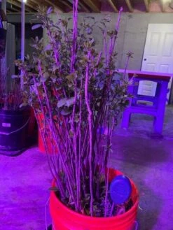 FUYU Persimmon Seedlings - Large Size 9 FUYU Persimmon Seedlings - Large Size -Cheap Plantly Store il fullxfull.3031146681 fwcy