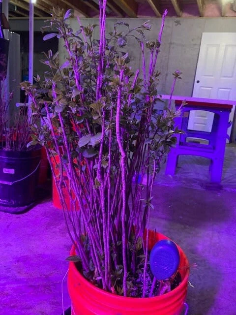 FUYU Persimmon Seedlings - Large Size 6 FUYU Persimmon Seedlings - Large Size - Image 4