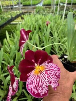 Orchid Miltoniopsis Breathless 'Beauty' Live Plants From Hawaii -Cheap Plantly Store il fullxfull.3032334482 jgos
