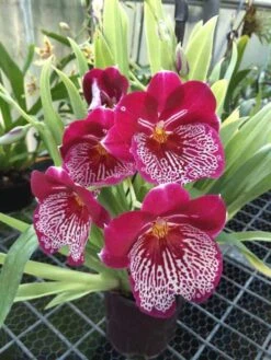 Orchid Miltoniopsis Breathless 'Beauty' Live Plants From Hawaii -Cheap Plantly Store il fullxfull.3032334548 q8ok