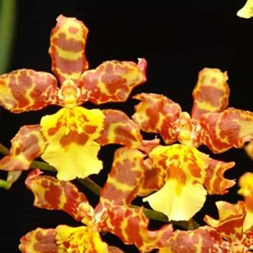 Orchid Pacific Passage 'Peach Cobbler' 4” Live Plants From Hawaii 4 Orchid Pacific Passage 'Peach Cobbler' 4” Live Plants From Hawaii - Image 2