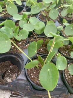 Pilea Peperomioides / Chinese Money Plant / Chinese Missionary Plant -Cheap Plantly Store il fullxfull.3034223038 6u0x