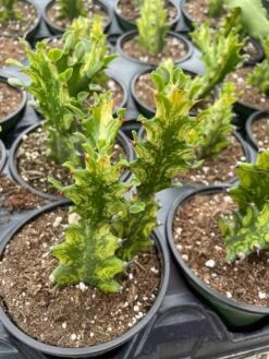 Variegated Euphorbia Trigona, 4 Inch Pot Tricolor African Milktree, Varigated 1 Stem Per Pot -Cheap Plantly Store il fullxfull.3034232382 c29c