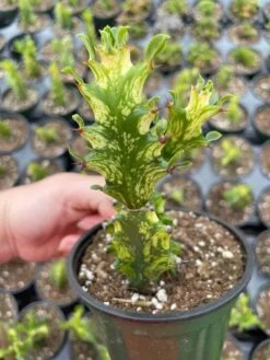 Variegated Euphorbia Trigona, 4 Inch Pot Tricolor African Milktree, Varigated 1 Stem Per Pot -Cheap Plantly Store il fullxfull.3034232470 2uni