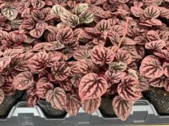 Red Emerald Ripple Peperomia, Emerald Ripple Pepper, Red Platinum, Ivy-leaf Peperomia, Green Ripple, Peperomia Caperata Yunck, 4 Inch 14 Red Emerald Ripple Peperomia, Emerald Ripple Pepper, Red Platinum, Ivy-leaf Peperomia, Green Ripple, Peperomia Caperata Yunck, 4 Inch -Cheap Plantly Store il fullxfull.3034257922 raep