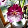 Charming MILTONIOPSIS BREATHLESS 'FLORENCE' Orchid Blooming Size Plant From Hawaii -Cheap Plantly Store il fullxfull.3036227956 4ou4