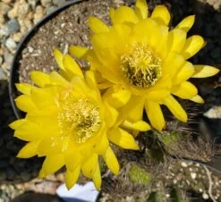 Mature Torch Cactus | Beautiful Coloring And Even Ribs Make Up This Fast Growing Cactus 16 Mature Torch Cactus | Beautiful Coloring And Even Ribs Make Up This Fast Growing Cactus -Cheap Plantly Store il fullxfull.3044059477 a6yj