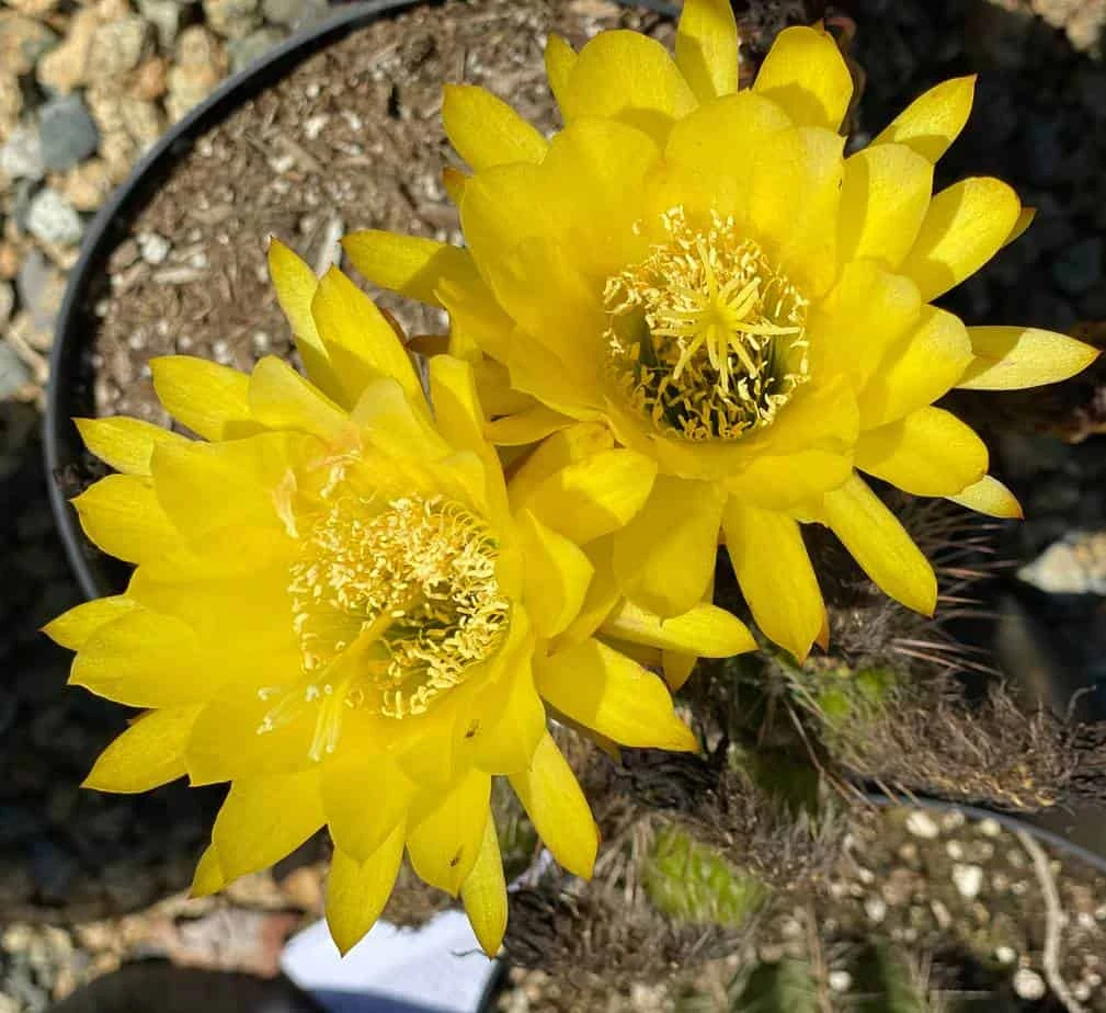 Mature Torch Cactus | Beautiful Coloring And Even Ribs Make Up This Fast Growing Cactus 7 Mature Torch Cactus | Beautiful Coloring And Even Ribs Make Up This Fast Growing Cactus - Image 5