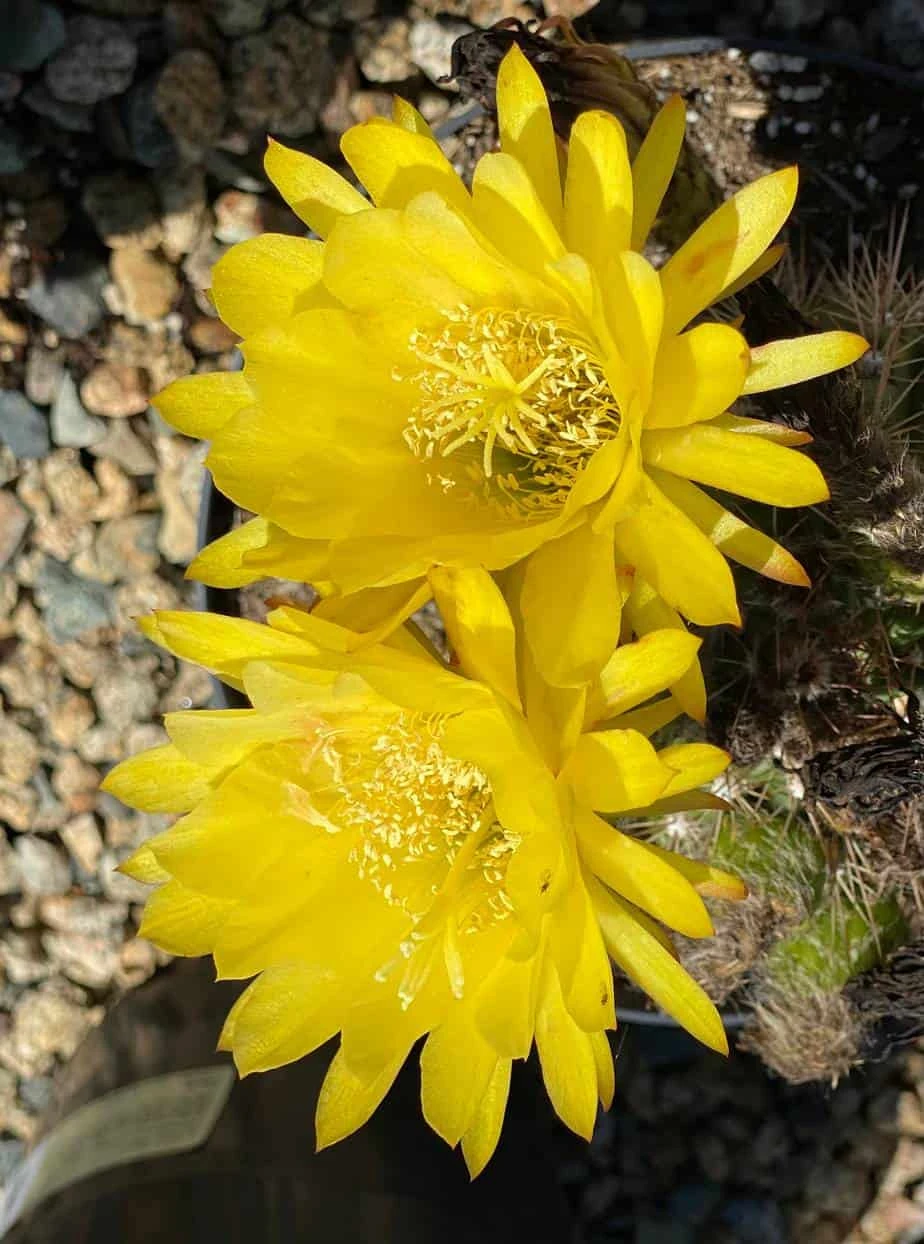 Mature Torch Cactus | Beautiful Coloring And Even Ribs Make Up This Fast Growing Cactus 5 Mature Torch Cactus | Beautiful Coloring And Even Ribs Make Up This Fast Growing Cactus - Image 3