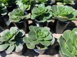 Large Succulent Plant Aeonium 'Lily Pad' Hybrid. A Beautiful Hybrid. 11 Large Succulent Plant Aeonium 'Lily Pad' Hybrid. A Beautiful Hybrid. -Cheap Plantly Store il fullxfull.3048580861 iixk