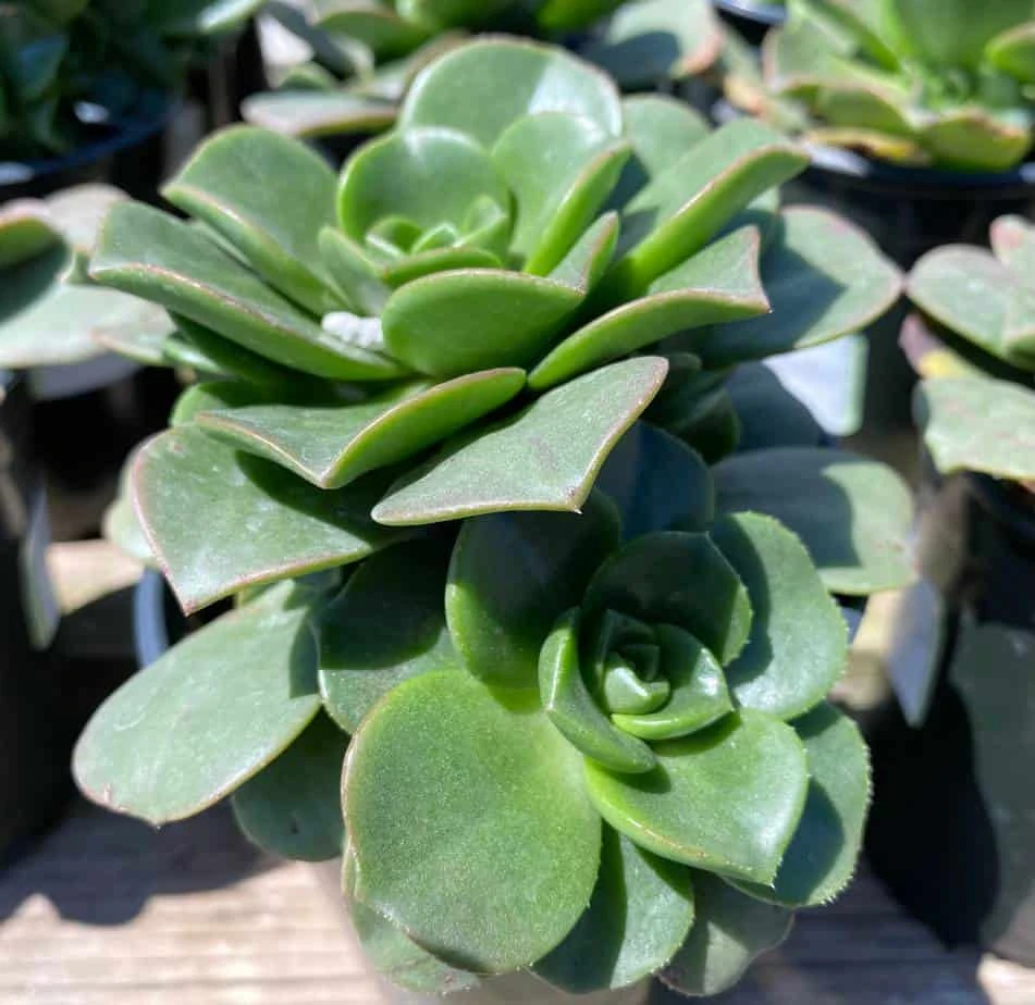 Large Succulent Plant Aeonium 'Lily Pad' Hybrid. A Beautiful Hybrid. 5 Large Succulent Plant Aeonium 'Lily Pad' Hybrid. A Beautiful Hybrid. - Image 3