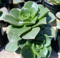Large Succulent Plant Aeonium 'Lily Pad' Hybrid. A Beautiful Hybrid. 13 Large Succulent Plant Aeonium 'Lily Pad' Hybrid. A Beautiful Hybrid. -Cheap Plantly Store il fullxfull.3048581309 t41z
