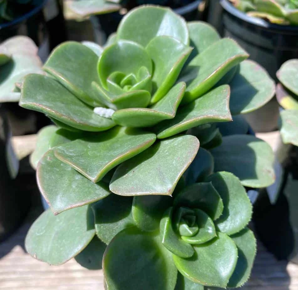 Large Succulent Plant Aeonium 'Lily Pad' Hybrid. A Beautiful Hybrid. 8 Large Succulent Plant Aeonium 'Lily Pad' Hybrid. A Beautiful Hybrid. - Image 6