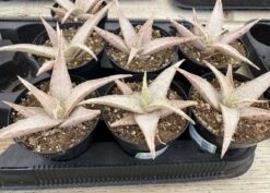 Medium Succulent Plant - Star Aloe 'Snow Drift'. A Star Shaped Hybrid With Muted Coloring. -Cheap Plantly Store il fullxfull.3048881953 9ifi