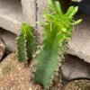Cactus Plant Chocolate Drop Candelabra Tree. A Beautiful Specimen For Southwest Themed Gardens.