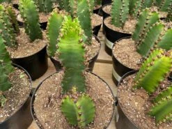 Cactus Plant Chocolate Drop Candelabra Tree. A Beautiful Specimen For Southwest Themed Gardens. -Cheap Plantly Store il fullxfull.3057965595 evc1