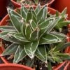 Large Succulent Plant Agave Regina. Star Shaped, Spiked Rosette.
