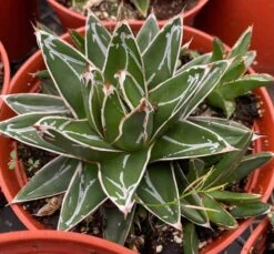Large Succulent Plant Agave Regina. Star Shaped, Spiked Rosette.