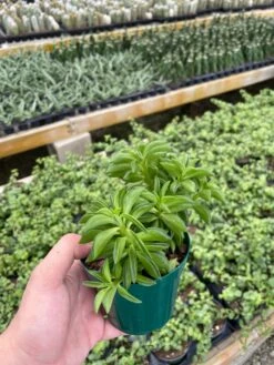 Taco Plant / Peperomia Axillaris / Happy Bean / Peperomia Ferreyrae Yunck / Philodendron Selloum, Horsehead Philodendron, Tree Philodendron -Cheap Plantly Store il fullxfull.3065710479 a6a3