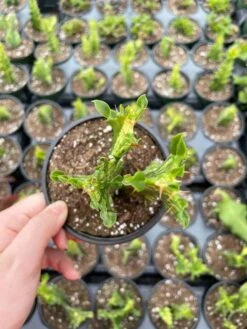 Variegated Euphorbia Trigona, 4 Inch Pot Tricolor African Milktree, Varigated 1 Stem Per Pot -Cheap Plantly Store il fullxfull.3081953909 cqx1