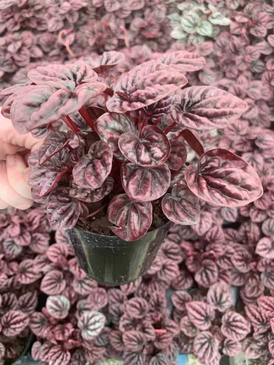 Red Emerald Ripple Peperomia, Emerald Ripple Pepper, Red Platinum, Ivy-leaf Peperomia, Green Ripple, Peperomia Caperata Yunck, 4 Inch 4 Red Emerald Ripple Peperomia, Emerald Ripple Pepper, Red Platinum, Ivy-leaf Peperomia, Green Ripple, Peperomia Caperata Yunck, 4 Inch - Image 2