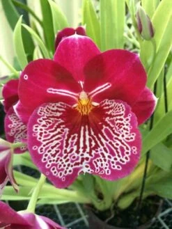 Charming MILTONIOPSIS BREATHLESS 'FLORENCE' Orchid Blooming Size Plant From Hawaii -Cheap Plantly Store il fullxfull.3083950935 3hqy