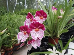 Charming MILTONIOPSIS BREATHLESS 'FLORENCE' Orchid Blooming Size Plant From Hawaii -Cheap Plantly Store il fullxfull.3083951063 t32m